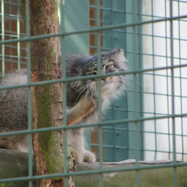 A photograph of a Pallas's cat in Tierpark Berlin