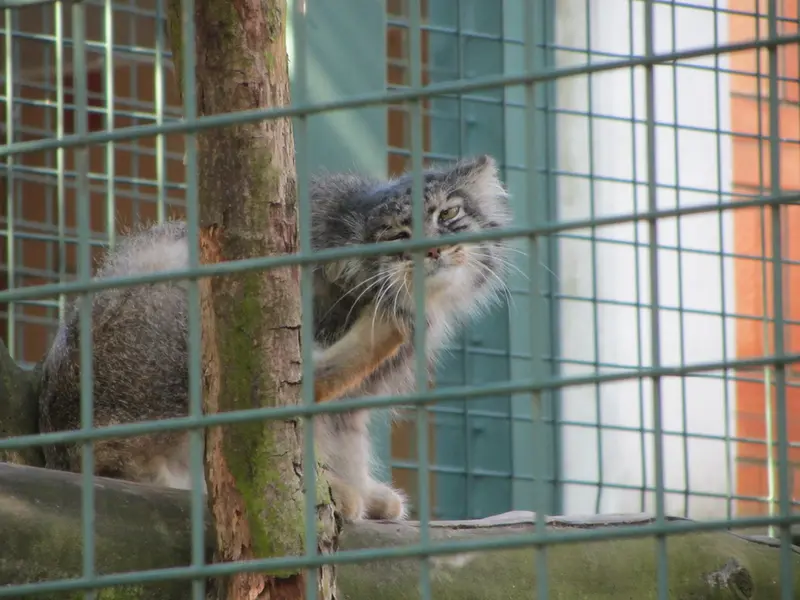 A photograph of a Pallas's cat in Tierpark Berlin