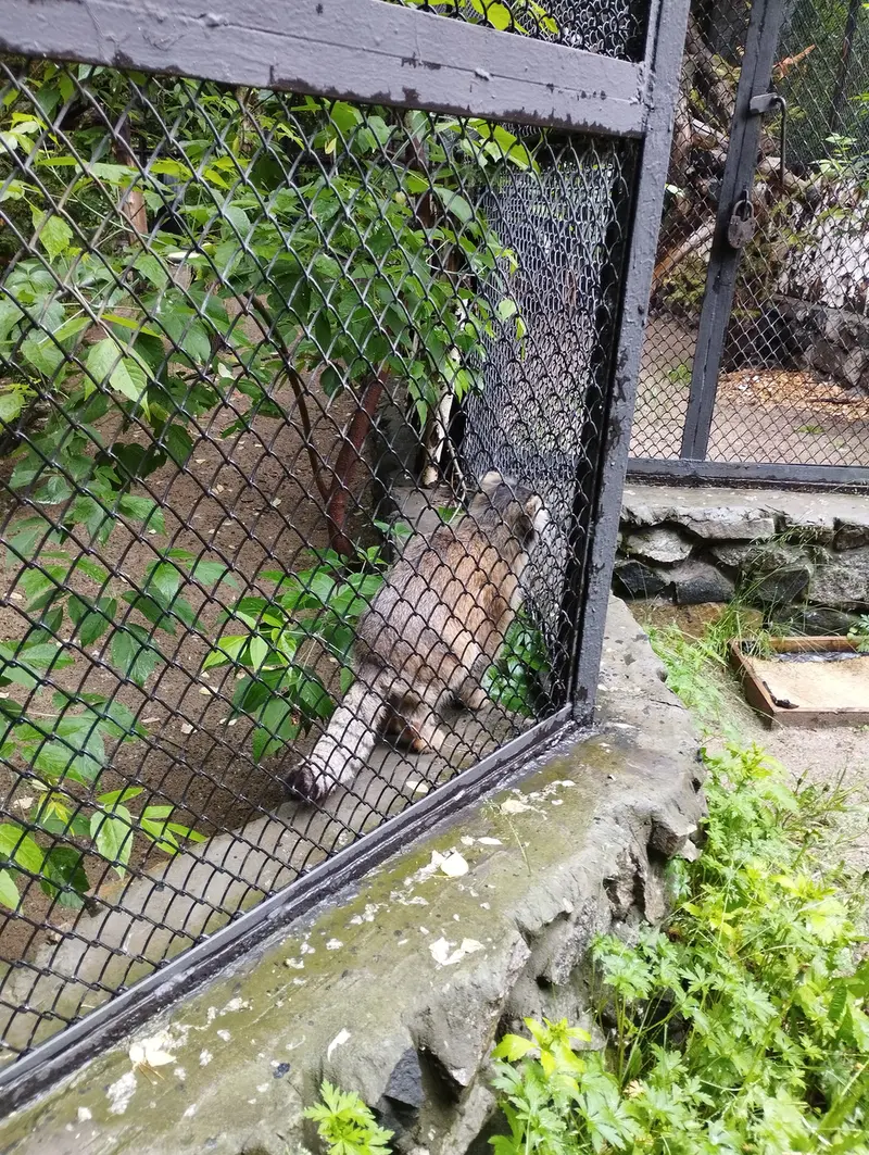 A photograph of a Pallas's cat in Novosibirsk Zoo