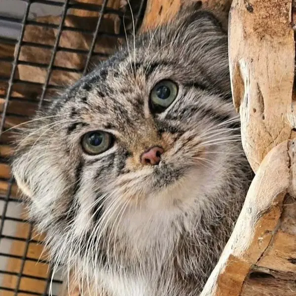 Nozomi the Pallas's cat from Miller Park Zoo