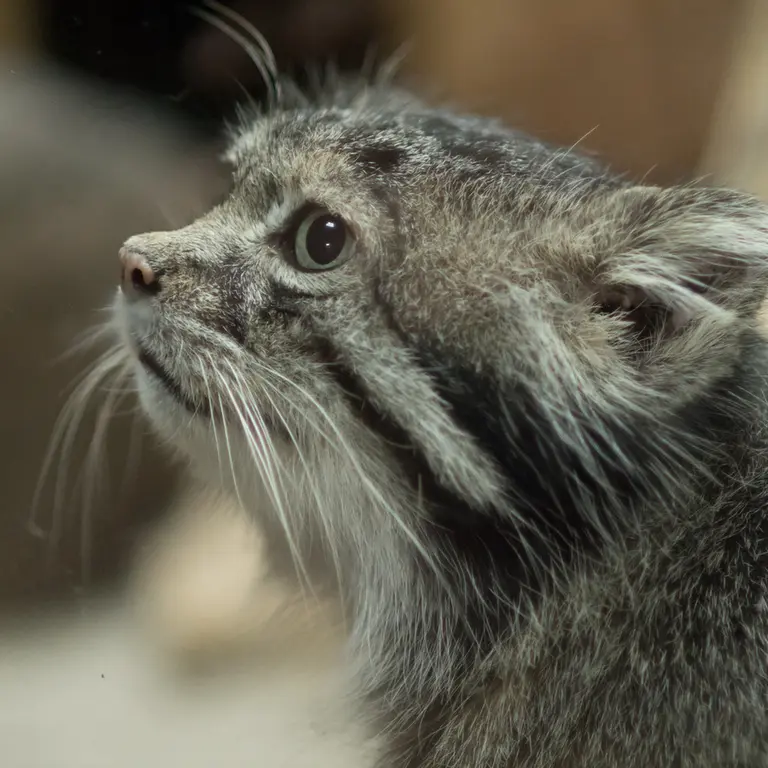 A photograph of Klyon in Ueno Zoological Gardens
