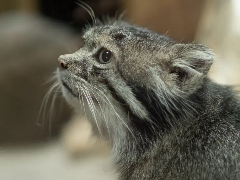 A photograph of Klyon in Ueno Zoological Gardens