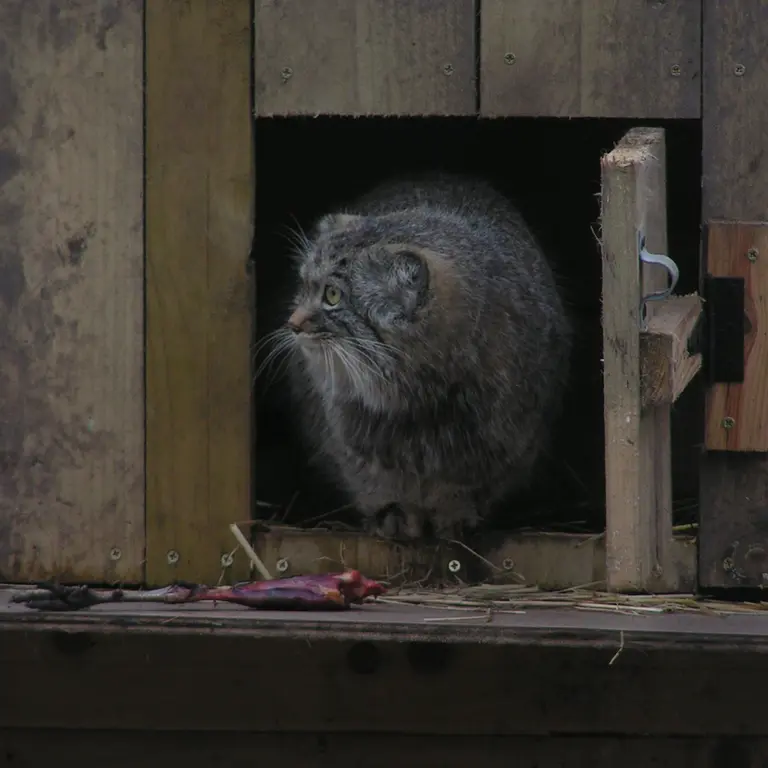 A photograph of Altai in The Lakeland Wildlife Oasis