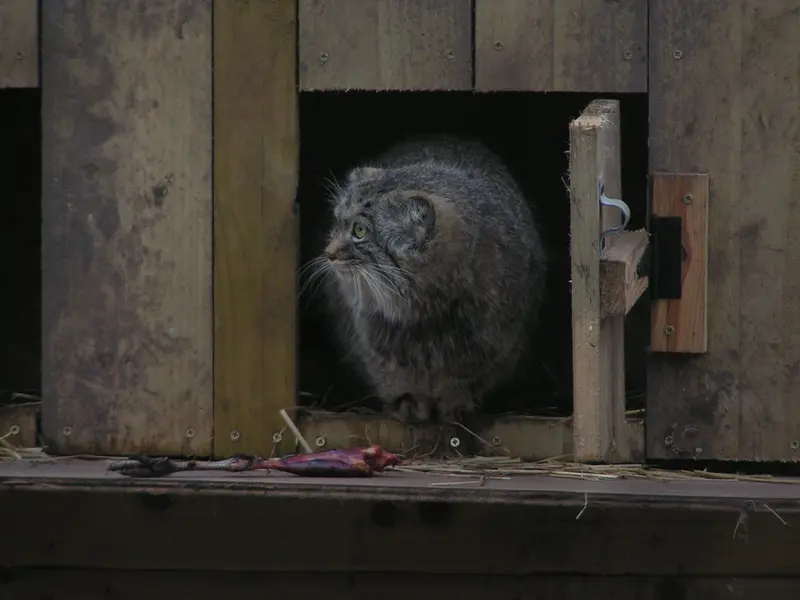 A photograph of Altai in The Lakeland Wildlife Oasis