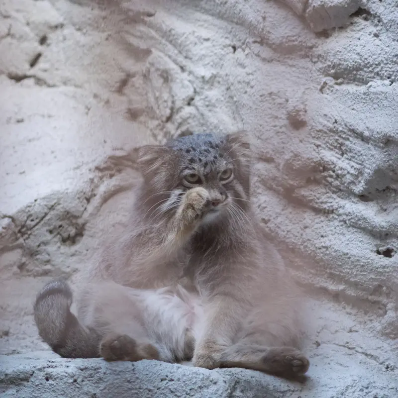 A photograph of Figa in Nogeyama Zoo