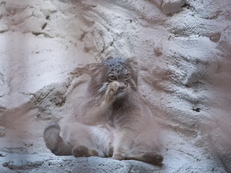 A photograph of Figa in Nogeyama Zoo