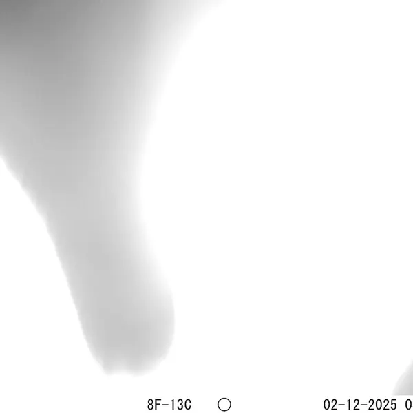 A photograph of Hare from Bektauata 1 camera trap