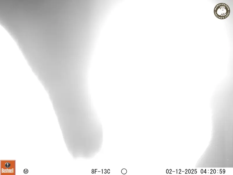 A photograph of Hare from Bektauata 1 camera trap