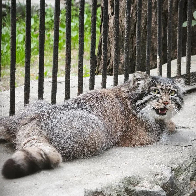 A photograph of Grey in Novosibirsk Zoo