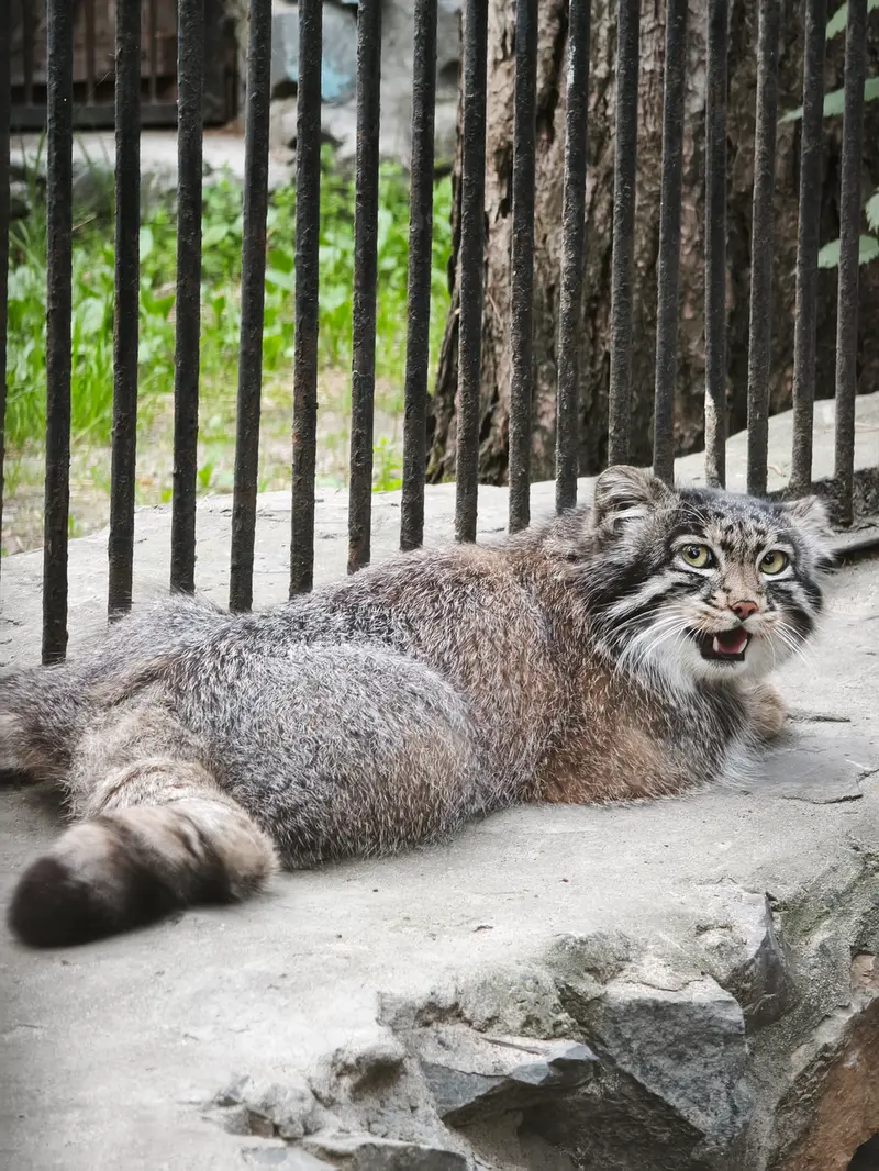 A photograph of Grey in Novosibirsk Zoo