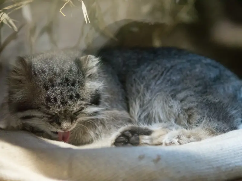 A photograph of Klyon in Ueno Zoological Gardens