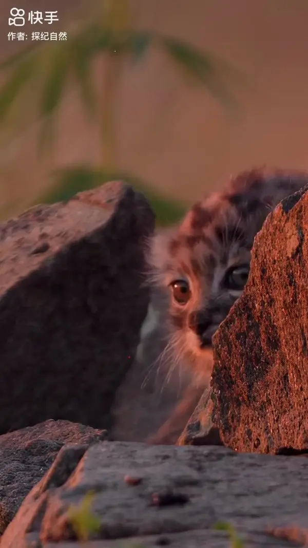 Two little Pallas's cats peeking out