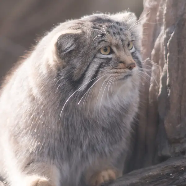 A photograph of Nagomu in Nasu Animal Kingdom