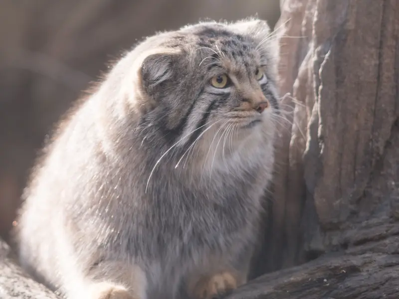 A photograph of Nagomu in Nasu Animal Kingdom