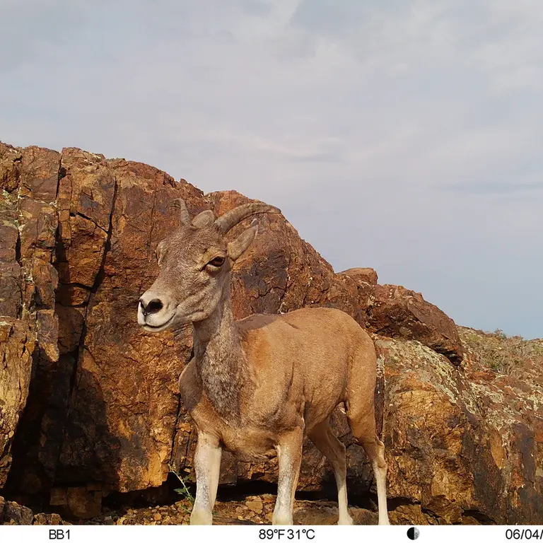 A photograph of Argali from Aktas-Kunkora [new] camera trap