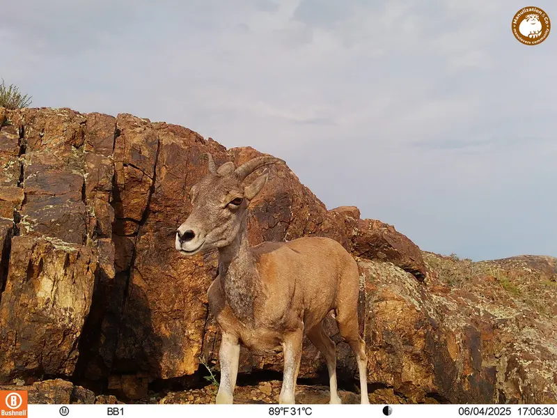 A photograph of Argali from Aktas-Kunkora [new] camera trap