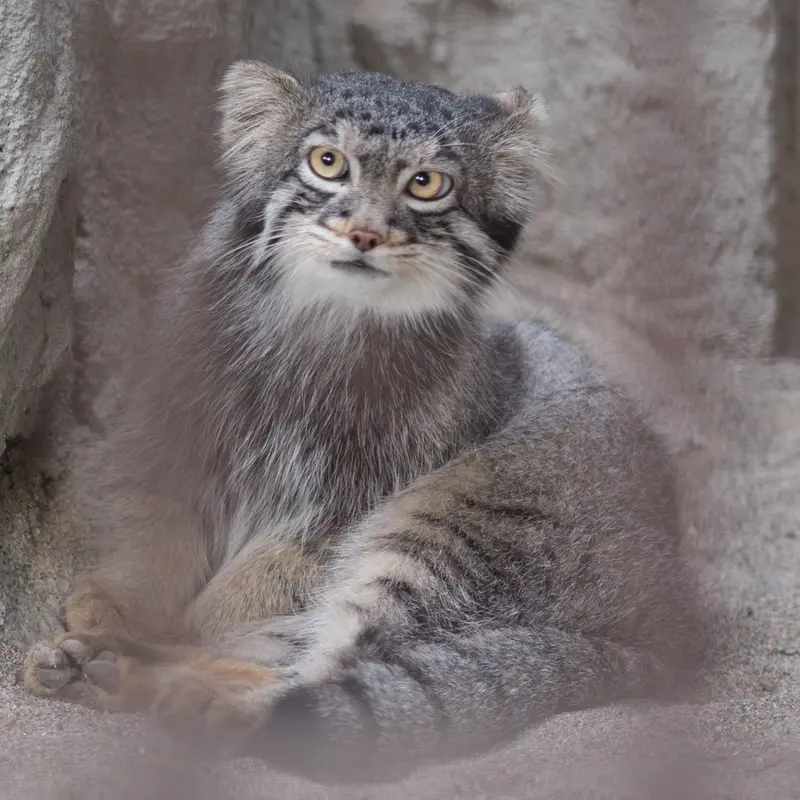 A photograph of Figa in Nogeyama Zoo