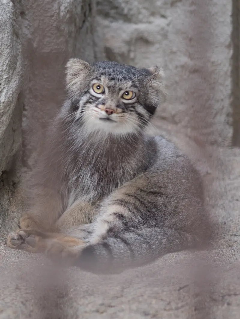 A photograph of Figa in Nogeyama Zoo