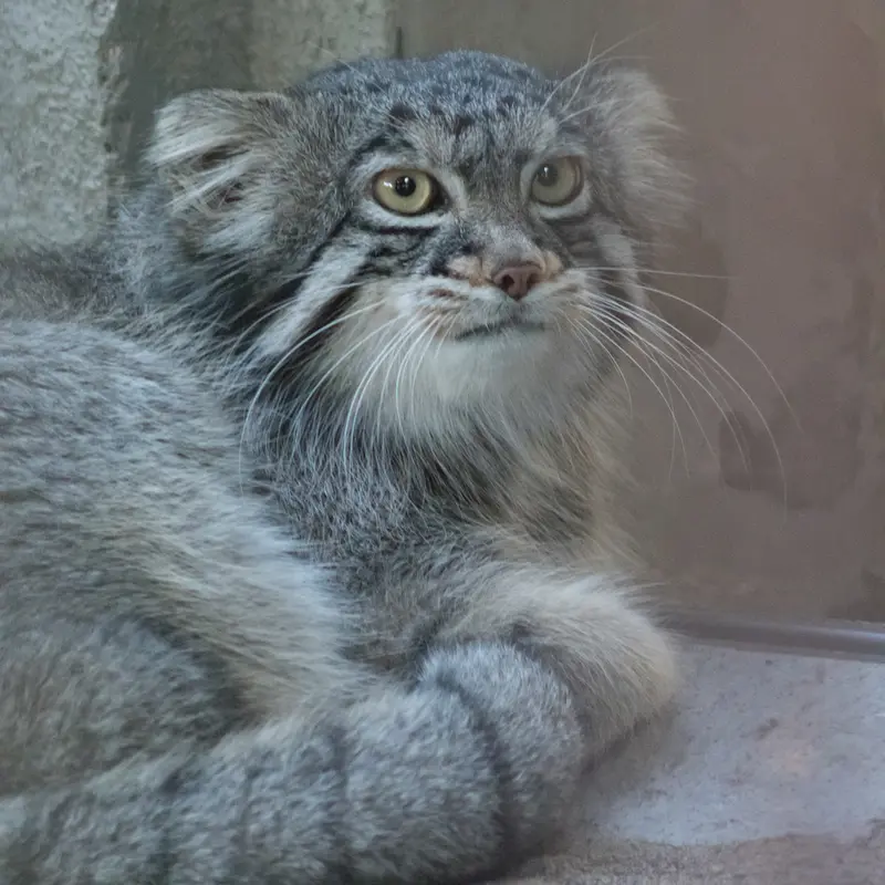 A photograph of Figa in Nogeyama Zoo