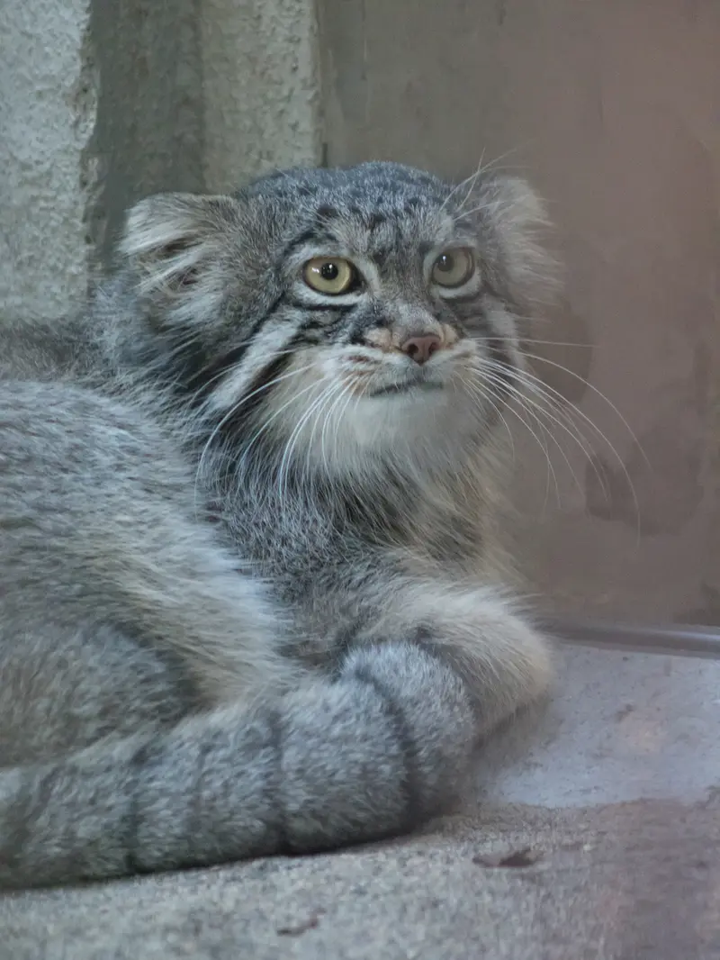 A photograph of Figa in Nogeyama Zoo