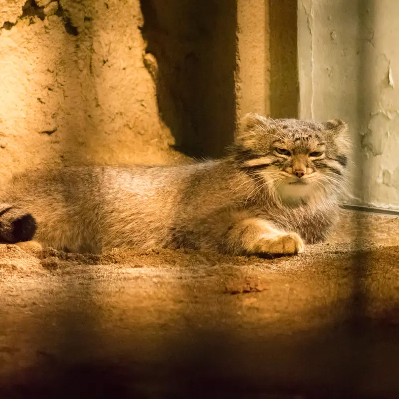 A photograph of Figa in Nogeyama Zoo