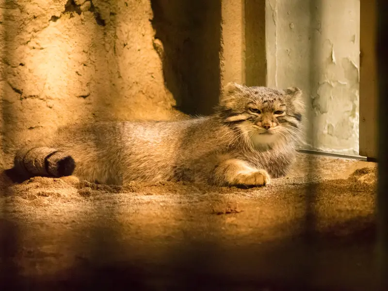 A photograph of Figa in Nogeyama Zoo