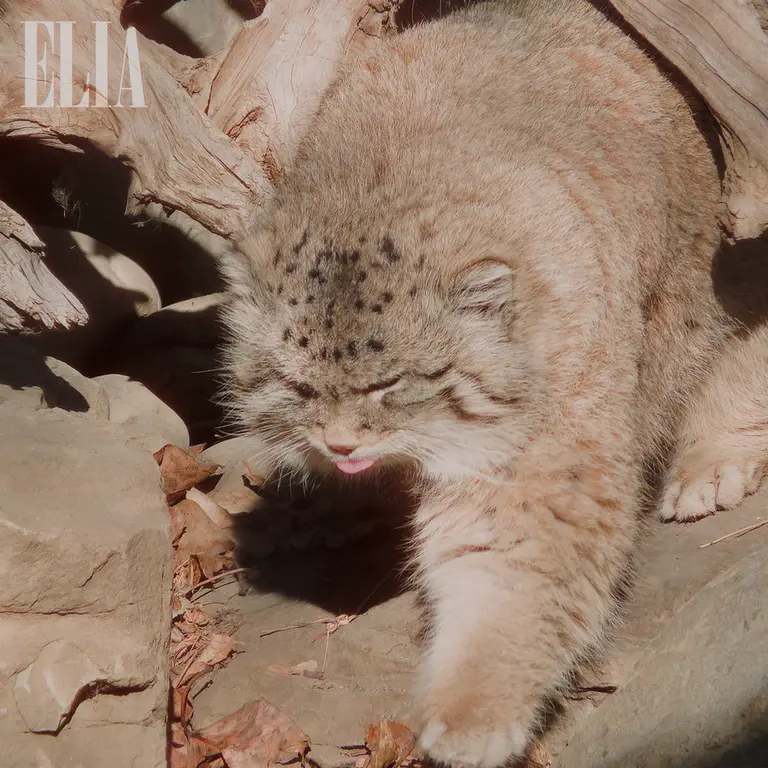 A photograph of Olaf in Calgary Zoo / Wilder Institute