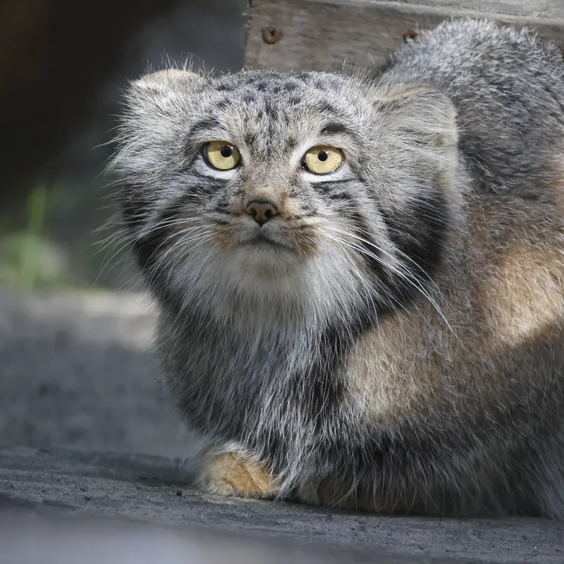 A photograph of Mensu in Novosibirsk Zoo