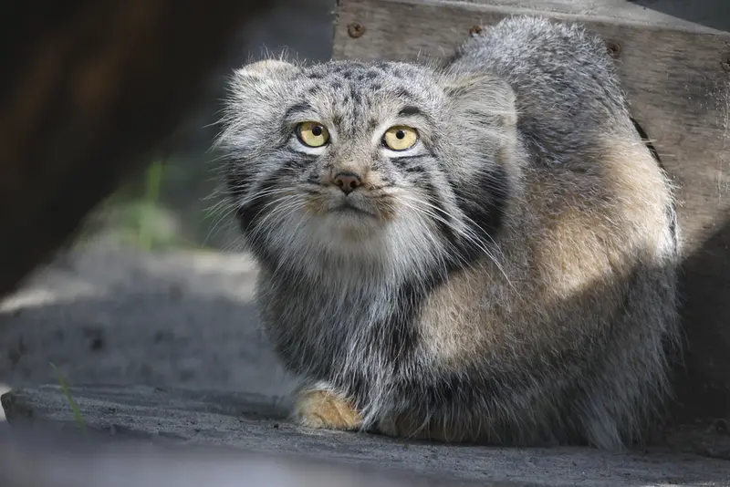 A photograph of Mensu in Novosibirsk Zoo