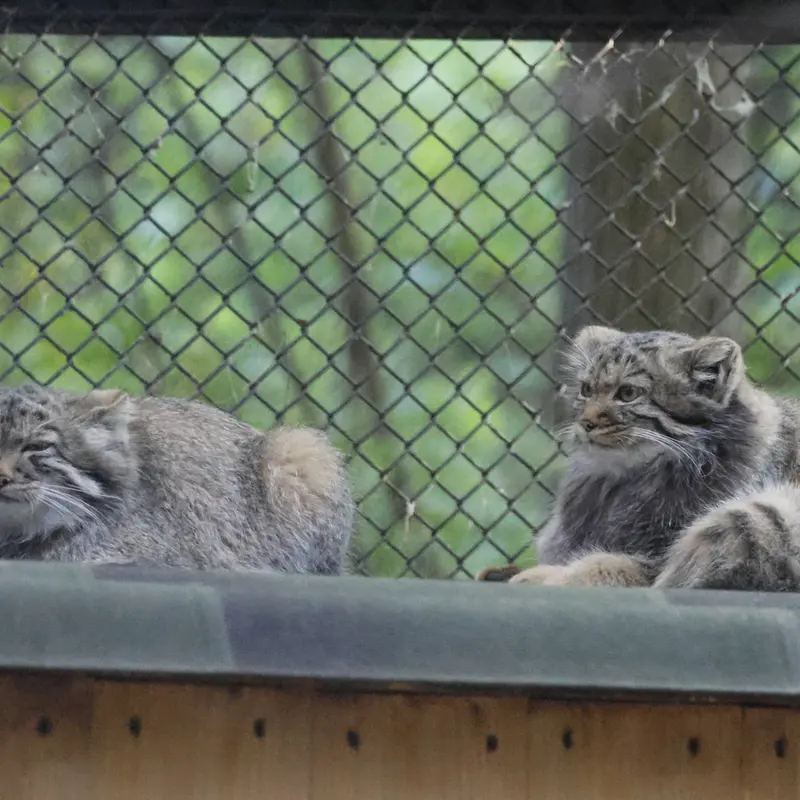 A photograph of a Pallas's cat in Novosibirsk Zoo
