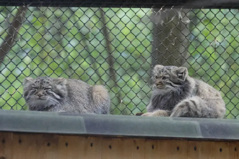 A photograph of a Pallas's cat in Novosibirsk Zoo