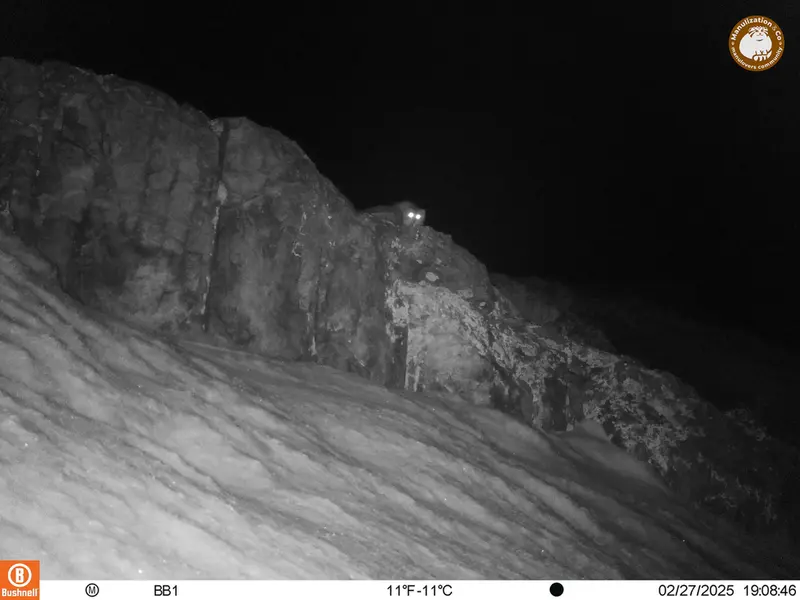 A photograph of Otocolobus manul manul from Aktas-Kunkora camera trap