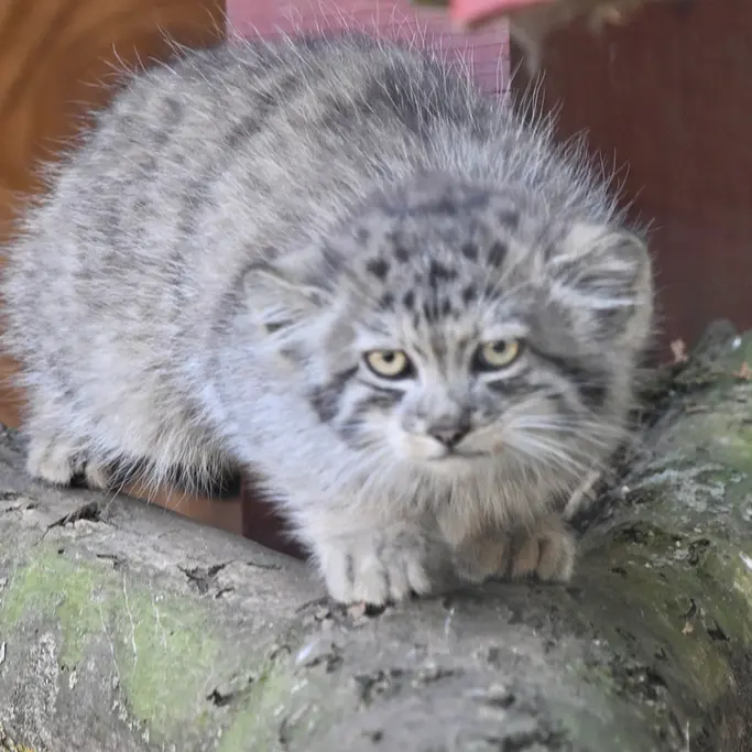 A photograph of a Pallas's cat in Banham Zoo