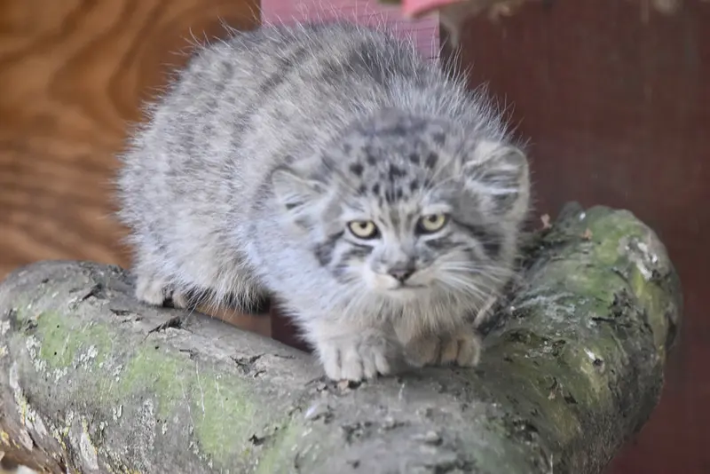 A photograph of a Pallas's cat in Banham Zoo