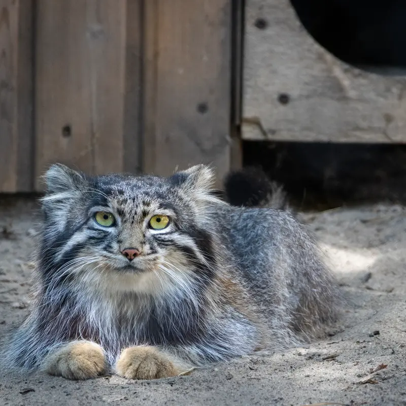 A photograph of Lolo in Novosibirsk Zoo