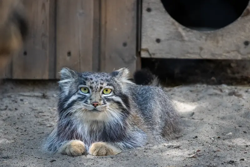 A photograph of Grey in Novosibirsk Zoo