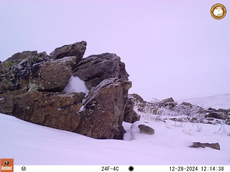 A photograph of Pika from Karashoky camera trap