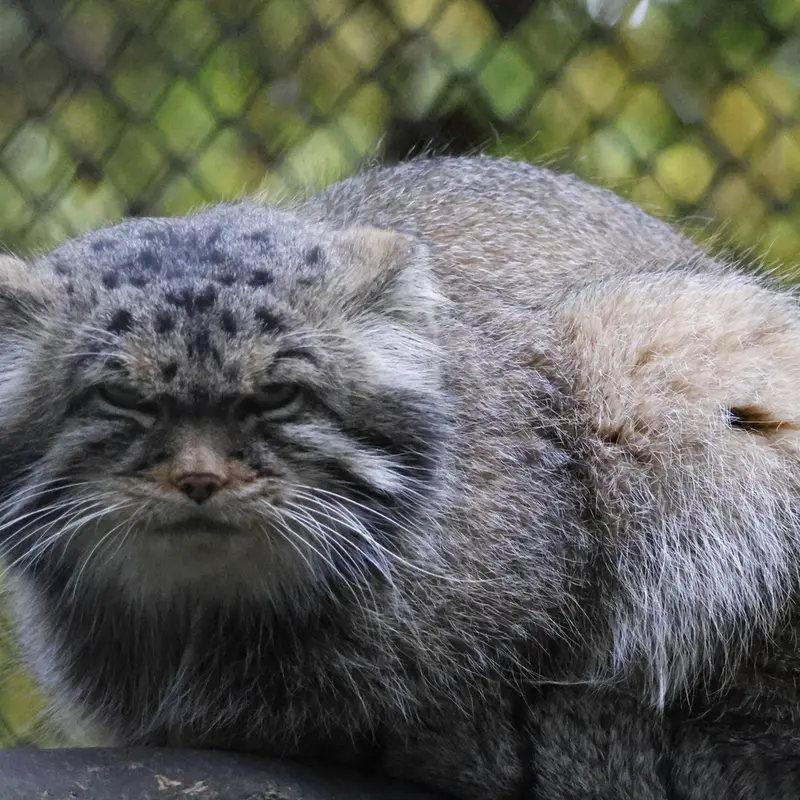 A photograph of George in Novosibirsk Zoo