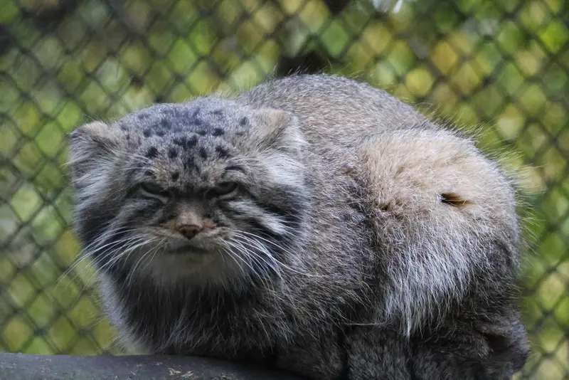 A photograph of George in Novosibirsk Zoo
