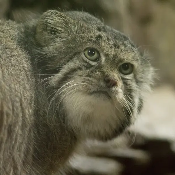 A photograph of Klyon in Ueno Zoological Gardens