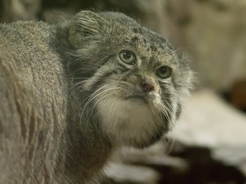 A photograph of Klyon in Ueno Zoological Gardens