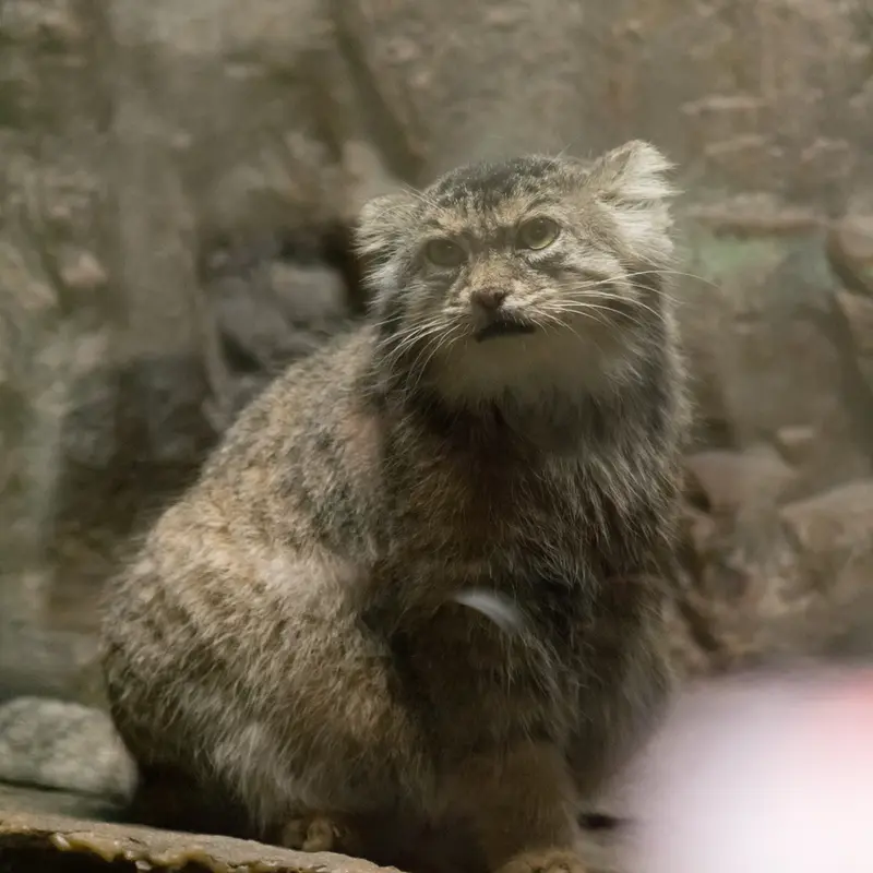 A photograph of Primula in Ueno Zoological Gardens