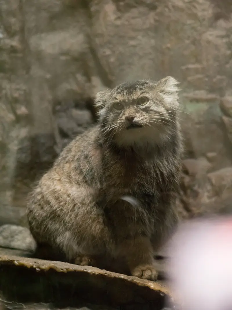 A photograph of Primula in Ueno Zoological Gardens