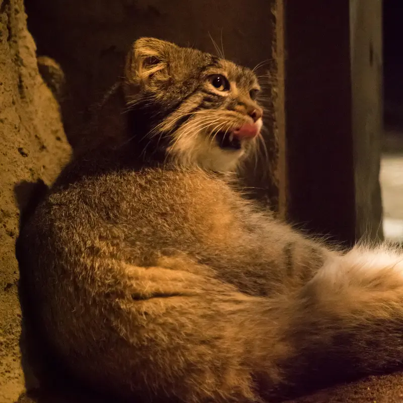 A photograph of Figa in Nogeyama Zoo