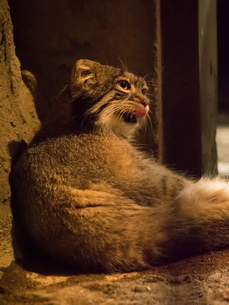 A photograph of Figa in Nogeyama Zoo