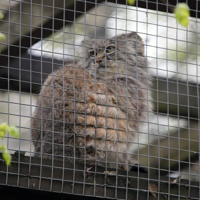 A photograph of Aysen in Košice Zoo