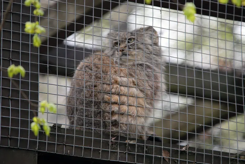 A photograph of Aysen in Košice Zoo