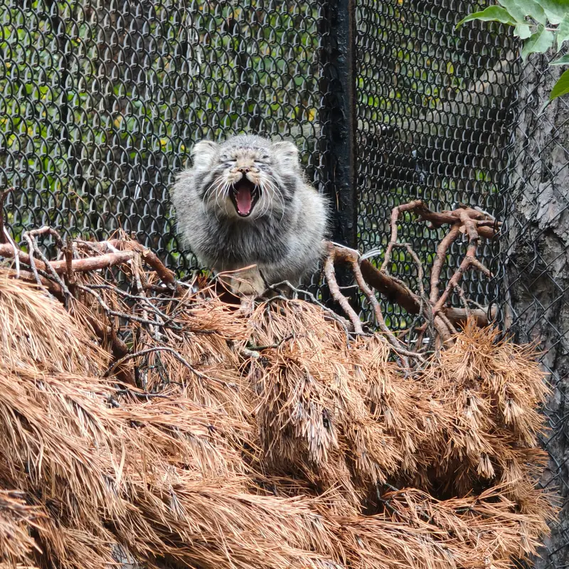 A photograph of a Pallas's cat in Novosibirsk Zoo