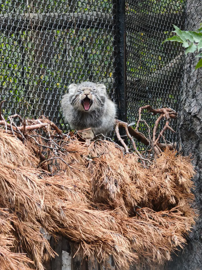 A photograph of a Pallas's cat in Novosibirsk Zoo