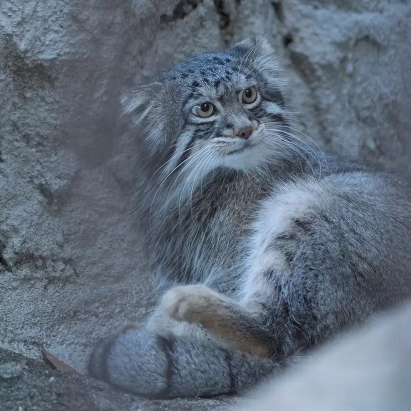 A photograph of Figa in Nogeyama Zoo